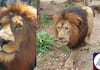 Bengal Siliguri Safari Park Lioness Sita housed with lion Akbar VHP goes to court san