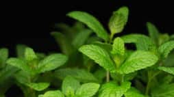 Cooling Ayurvedic Herbs To Beat The Heat summer health tips tamil Rya