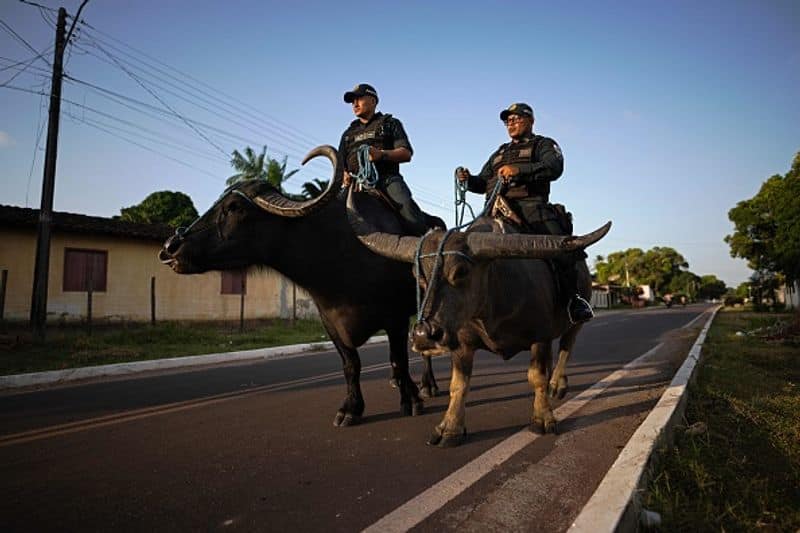 Brazilian police which use buffaloes for patrolling are known as buffalo soldiers bkg