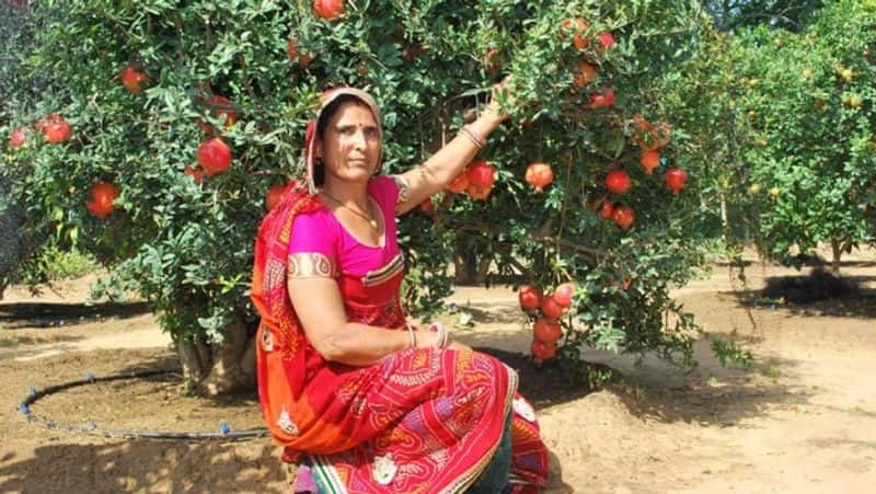 Meet Santosh Devi Khedar a farmer Who Makes Rs 25 Lakh From Pomegranate Cultivation success-story-of-female farmer iwh