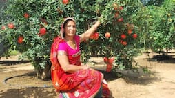 Meet Santosh Devi Khedar a farmer Who Makes Rs 25 Lakh From Pomegranate Cultivation success-story-of-female farmer iwh