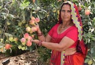 success story of santosh devi khedar  earn 25 lacs  by farming pomegranate zkamn