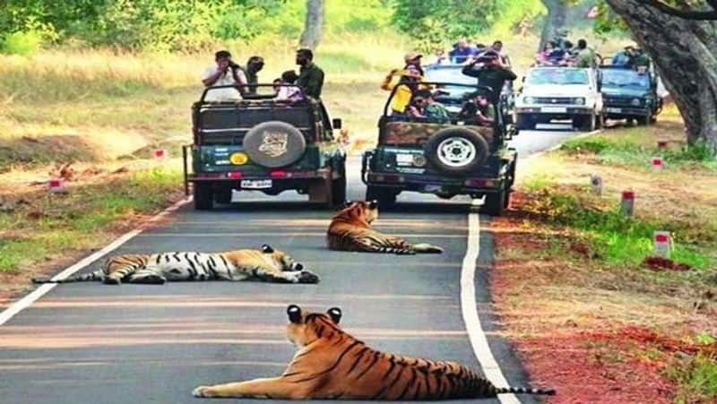 Experience Enchanting Jungle Safaris at these 7 National Parks in India iwh