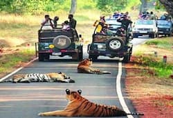 top 7 biggest jungle safari in india Ranthambore National Park to Kanha Tiger Reserve kxa 