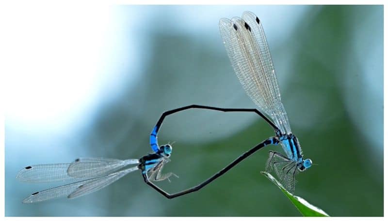 Phylloneura rupestris a new species of dragonfly has been found in Ponmudi bkg