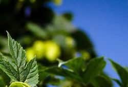 most expensive vegetable Hop shoots price in india beer hop shoots benefits in hindi kxa 