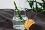 Can aloe vera be used as an anti-biotics? rkn eai