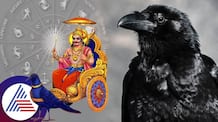 These five zodiac signs do this work at shani jayanti day mrq