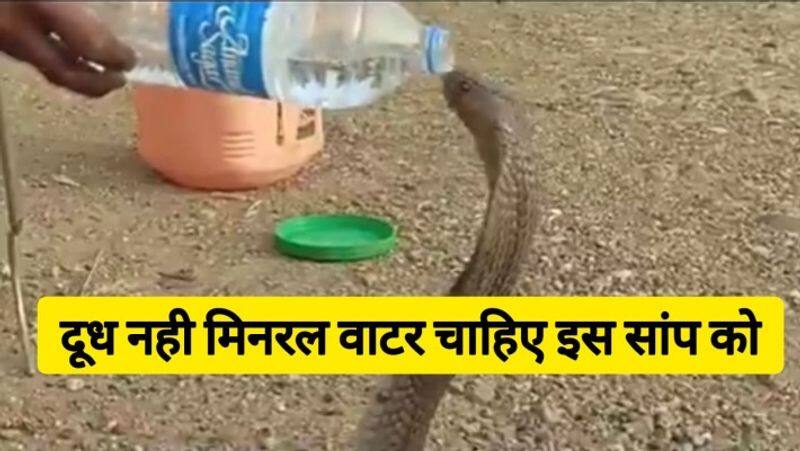 cobra  snake drinking mineral water video goes viral zkamn