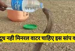 cobra  snake drinking mineral water video goes viral zkamn