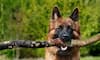 German Shepherd to Rottweilers: 7 smartest dog breeds
