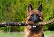German Shepherd to Rottweilers: 7 smartest dog breeds iwh