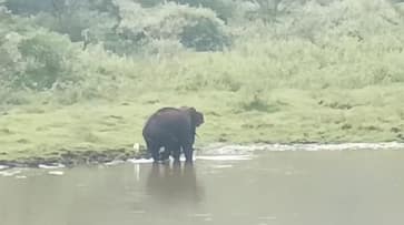 Summer hits Karnataka's Coorg: Wildlife enter cities in search of water in Kushalanagar taluk vkp