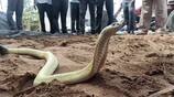 white color snake rescued from steel shop in cuddalore district vel