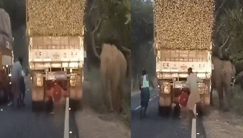 single elephant chased lorry driver for sugarcane in sathyamangalam viral video ans