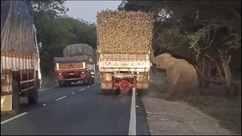 forest elephant block lorry and ate sugarcane in erode district vel