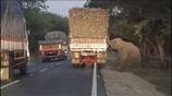 forest elephant block lorry and ate sugarcane in erode district vel