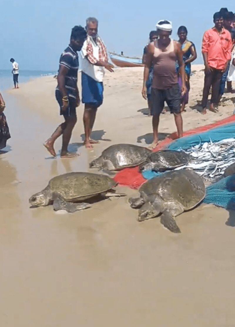 Viral Video: TN fishermen accidentally catch rare Olive Ridley turtles, release them back (WATCH)