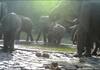 Wild elephants drank water from a water tank set up by the forest department in the Azhiyar forest area vel
