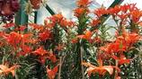 Lilium and petunia flowers are blooming in ooty government botanical garden ans