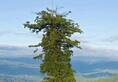 tallest tree in the world hyperion tree age know more kxa 