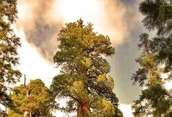 Magnificence of the Worlds Tallest Tree That is 800 Years Old hyperion-tree usa facts iwh