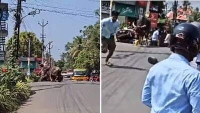 buffalo hits scooty driver video goes viral zkamn