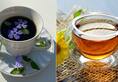 The benefits of Japanese Hojicha Green Tea work wonders for overall health iwh