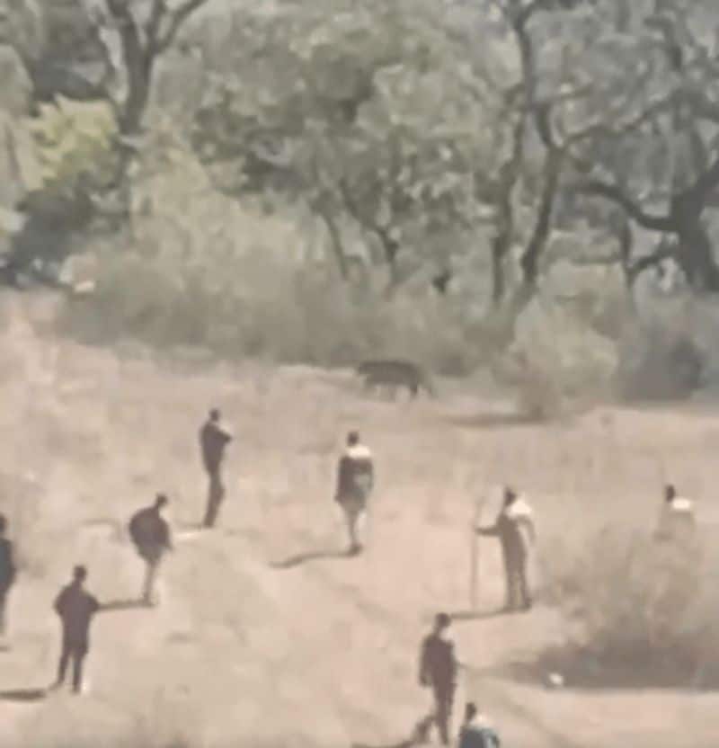 Video: Forest officials shoot dead leopard after series of attacks in Uttarakhand's Tehri district (WATCH)