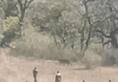 Video: Forest officials shoot dead leopard after series of attacks in Uttarakhand's Tehri district (WATCH)