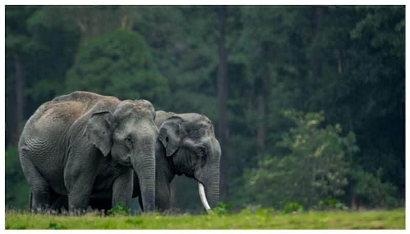 pair of wild elephants roaming roadside at nilgiris district vel