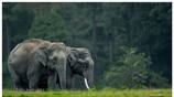 pair of wild elephants roaming roadside at nilgiris district vel