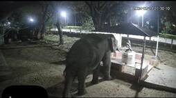 forest elephant pray hanuman statue at school campus in coimbatore vel