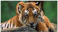 Tiger Kills, Eats Man Near Bhopal, Locals Told to be Alert, Roads with Feline Activity Shut Vin