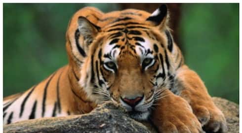 Tiger Kills, Eats Man Near Bhopal, Locals Told to be Alert, Roads with Feline Activity Shut Vin