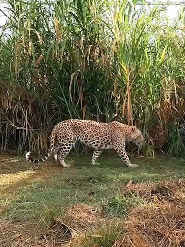 It has been reported that the leopard that was roaming in Mayiladuthurai district may have escaped to Thanjavur area KAK