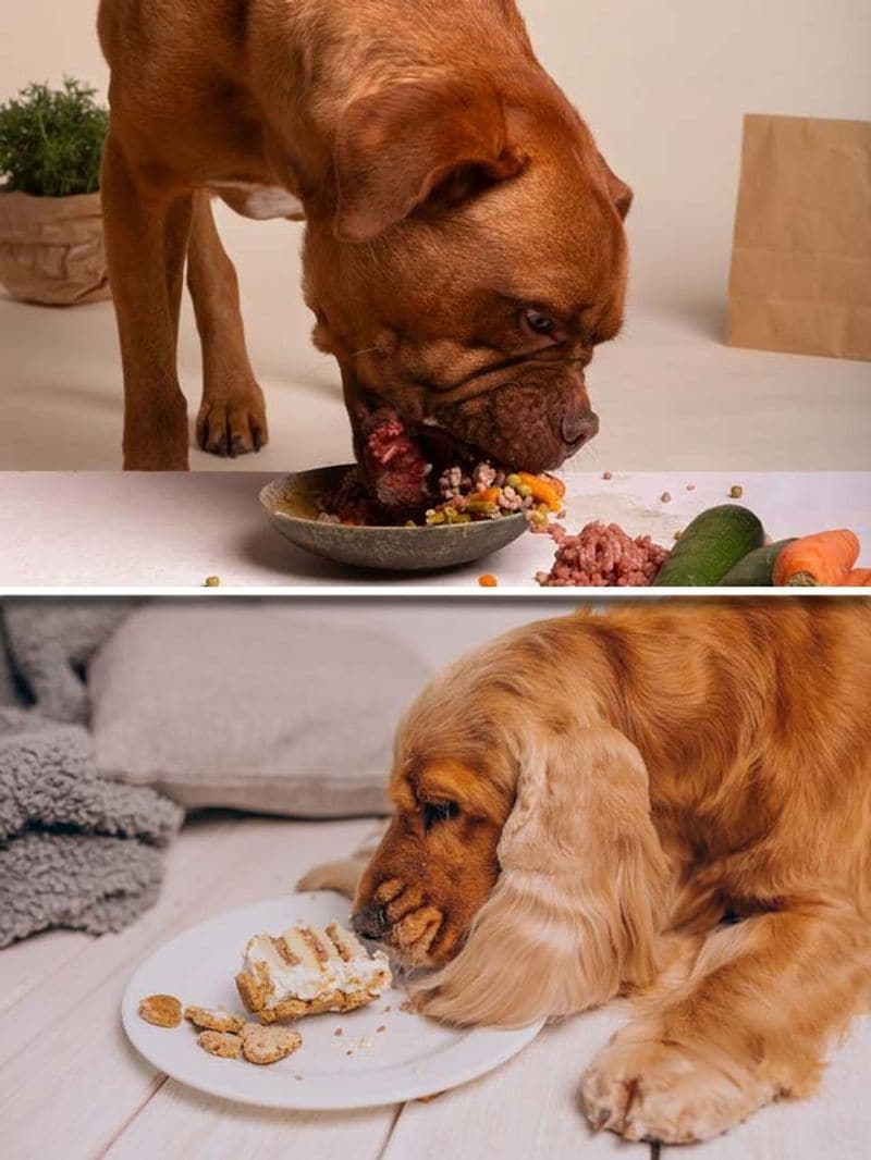 20 things not to feed your dog cheap