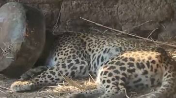 Viral Video: Forest officials rescue leopard trapped in metal pot in Maharashtra (WATCH)