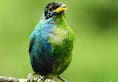 India has 1036 species of birds, ranks 3rd in the world for bird countrtm