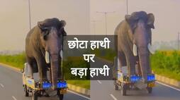 viral video of elephant riding on chota hathi zkamn