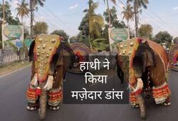 viral video of dancing elephant zkamn