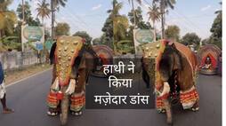 viral video of dancing elephant zkamn