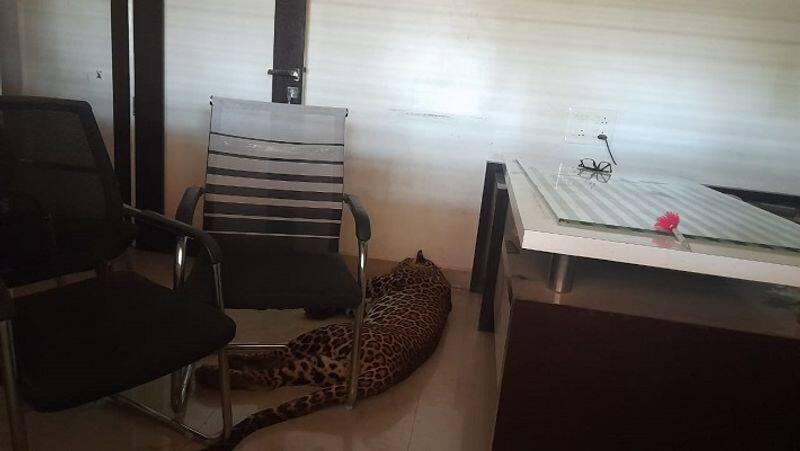 malegaon brave boy locked leopard in room while playing game on mobile phone see video zrua