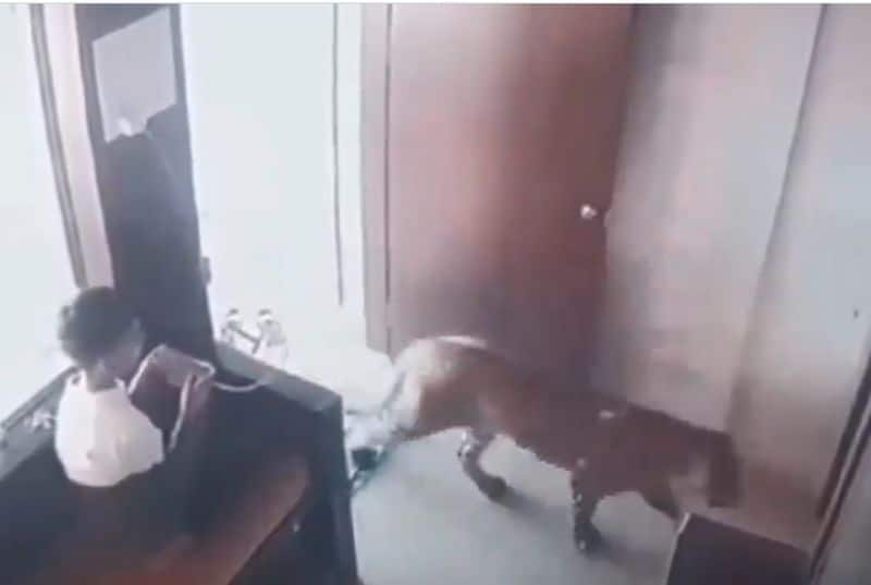 Viral Video: A 12-year-old traps a leopard; netizens call it a heroic act (WATCH)