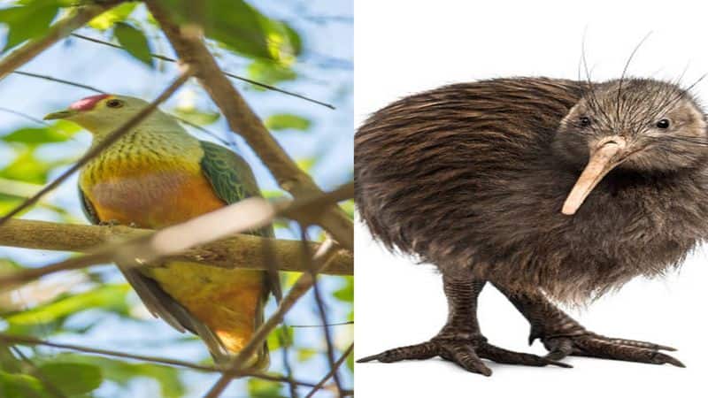 8 familiar birds might become extinct soon nti