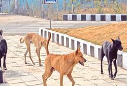 Rajasthan Bikaner News stray dogs in cantt area Naib Subedar two and a half year old son killed XSMN