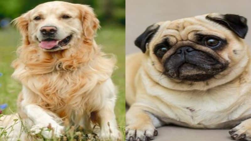 The top 7 dog breeds that are adopted in India nti