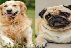 The top 7 dog breeds that are adopted in India nti