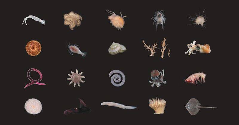 100 New Deep-Sea Species, Including Mystery Creature, Found In New Zealand sgb