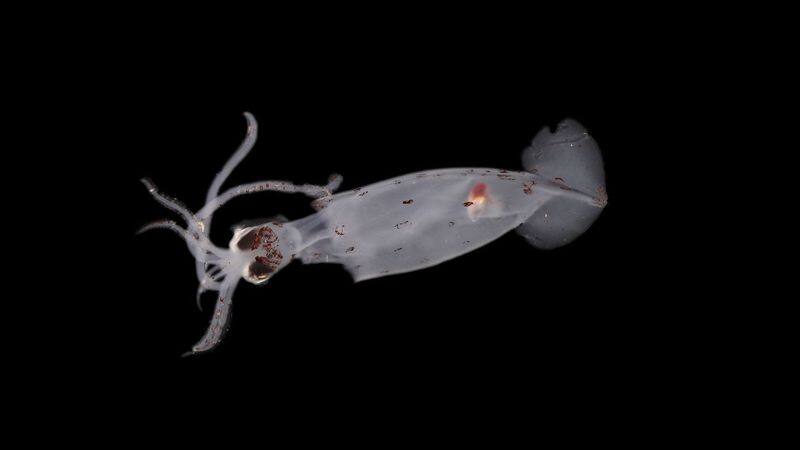 100 New Deep-Sea Species, Including Mystery Creature, Found In New Zealand sgb